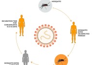 基孔肯雅热在巴基斯坦激增：我们对这种蚊媒病毒的了解